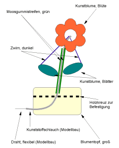 Skizze des Pflanzen-Aufbaus
